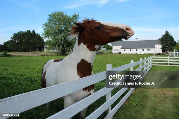 the scratching post - scratching post stock pictures, royalty-free photos & images
