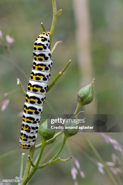 briesen,germany - briesen stock pictures, royalty-free photos & images