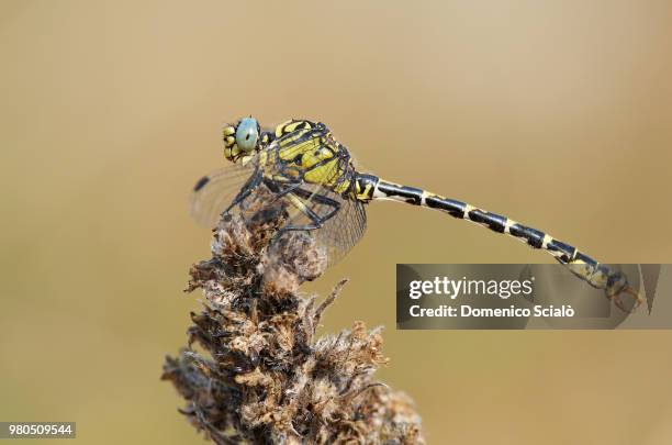 close-up of libellula dragonfly on dry flower - libellulidae stock pictures, royalty-free photos & images