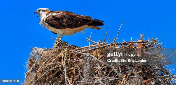 osprey on nest flamingo - hawk nest foto e immagini stock