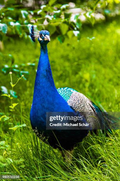 pfau - pfau stockfoto's en -beelden