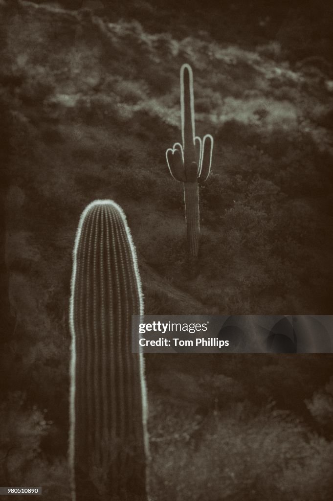 Wet Plate Effect Saguaros