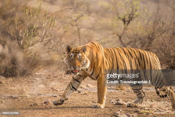 a tiger at ranthambore national park in rajasthan, india. - ranthambore national park stock-fotos und bilder
