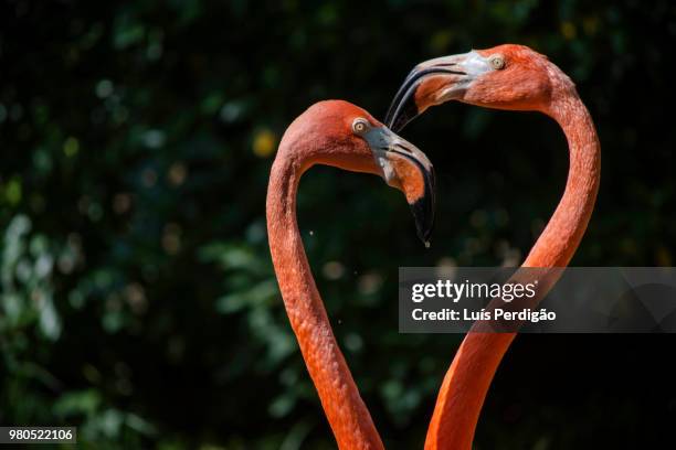 pink heart - flamingo heart fotografías e imágenes de stock