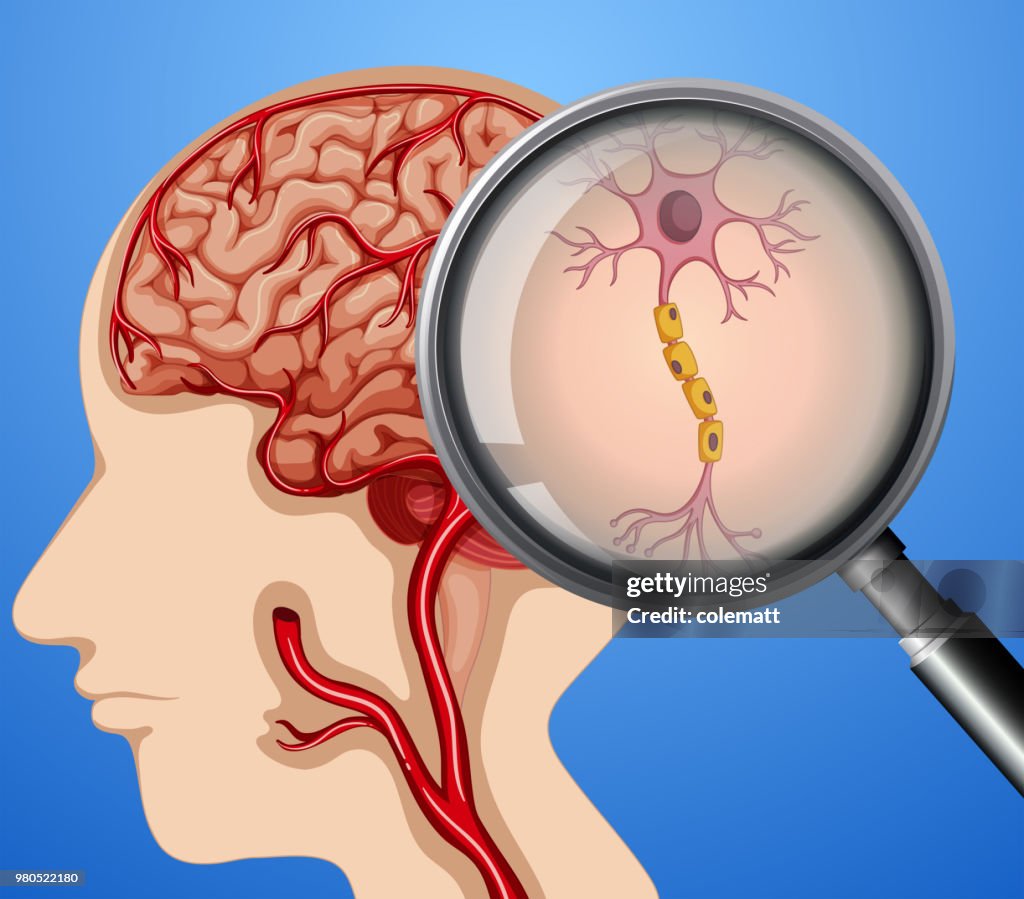 Complete Brain Neuron Human Anatomy Of Brain Neuron Nerves High-Res Vector Graphic - Getty Images