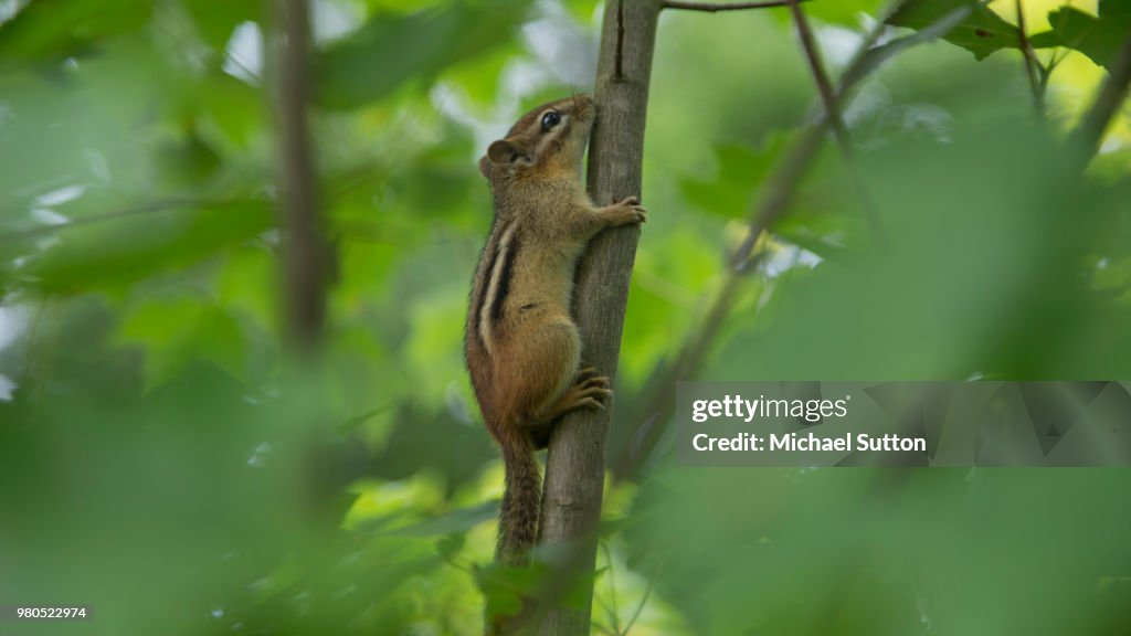 Squirel