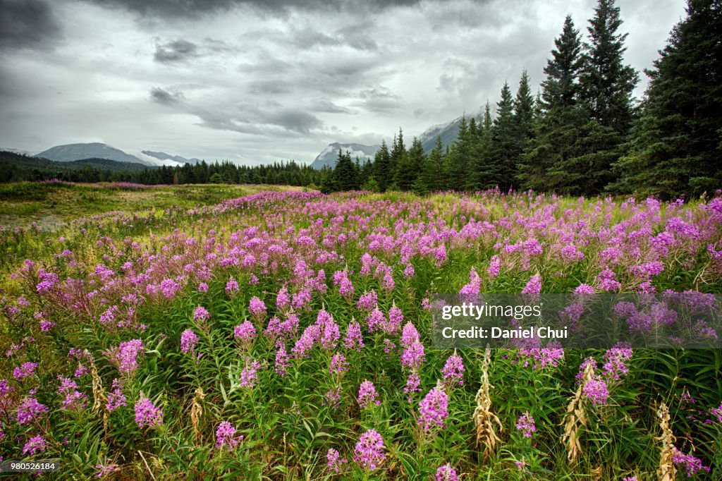 Meadow of blooming fireweeds (Chamerion angustifolium), Alaska, USA