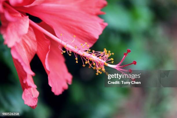 525 Mornin Stock Photos, High-Res Pictures, and Images - Getty Images