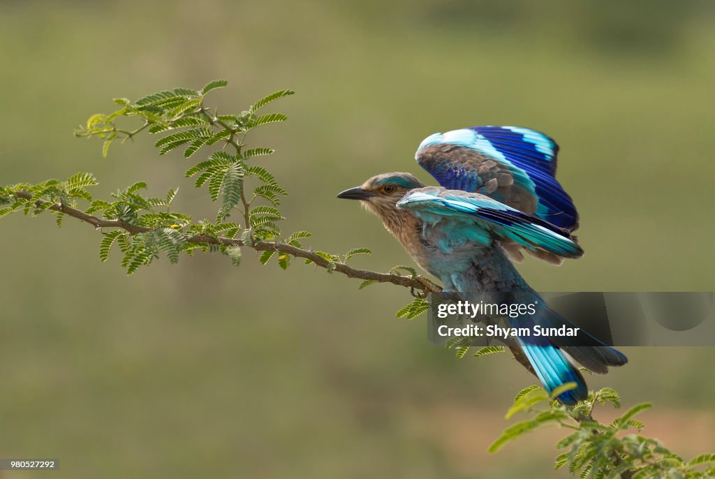 India Rolt Indian Roller Portrait High-Res Stock Photo - Getty Images