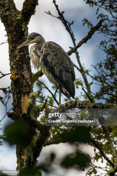 heron in a tree - hollister foto e immagini stock