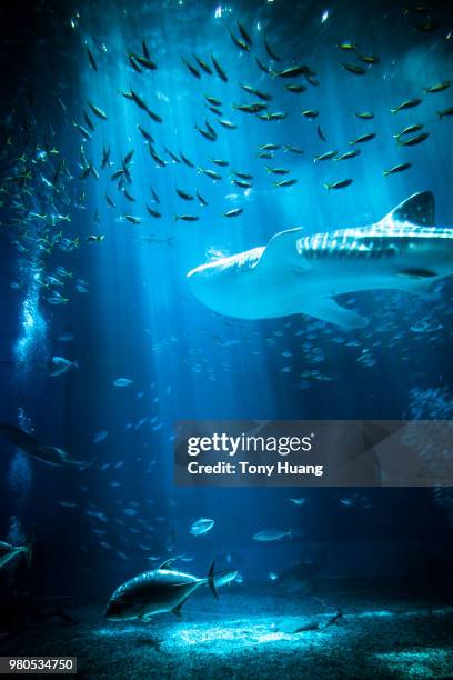 whale shark - fish tank fotografías e imágenes de stock