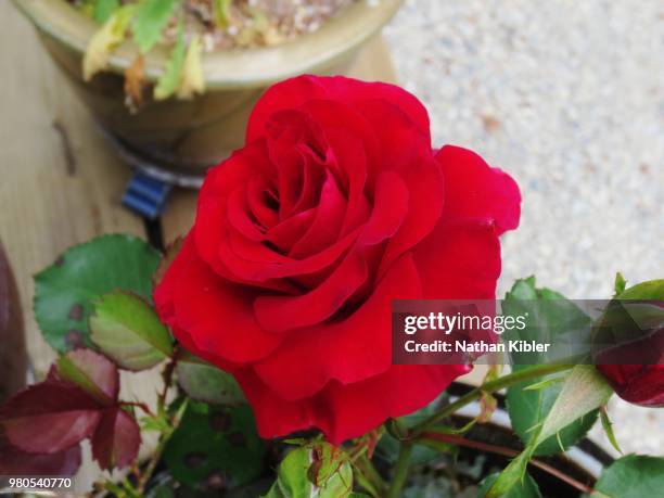 rose june 2014 - nathan rose stock pictures, royalty-free photos & images