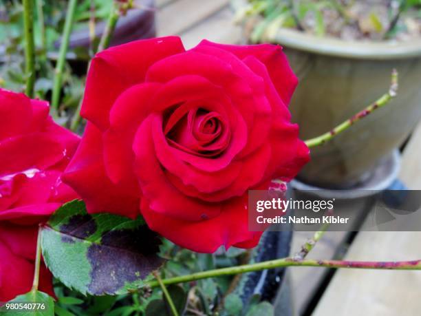 rose june 2014 - nathan rose stock pictures, royalty-free photos & images