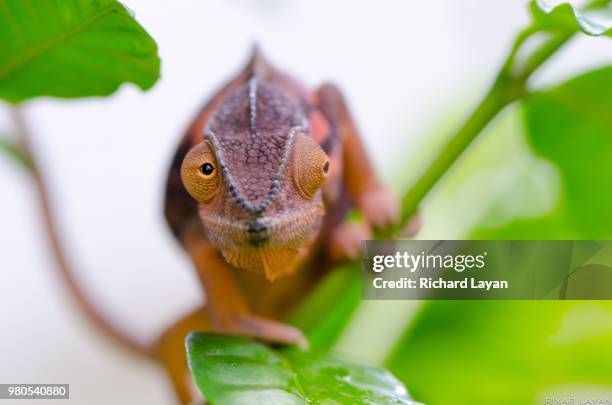 portrait of chameleon on leaf, reunion, france - camaleon stock pictures, royalty-free photos & images