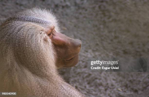 papion - papion stock pictures, royalty-free photos & images