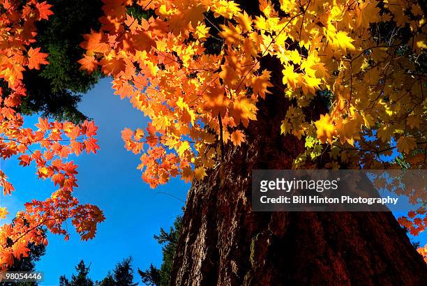 mountain fall colors on sunny day - bill hinton stock pictures, royalty-free photos & images