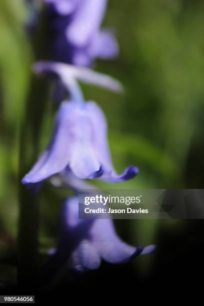 blue bell - violetta bell foto e immagini stock
