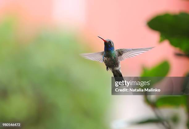 flying broad-billed hummingbird. - broad billed hummingbird stock pictures, royalty-free photos & images