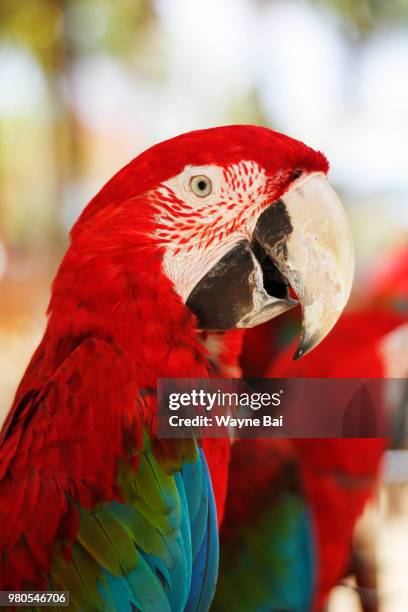 aye aye captain! - arara de asa verde imagens e fotografias de stock