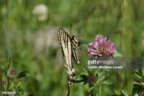 butterfly feeding frenzy - feeding frenzy stock pictures, royalty-free photos & images