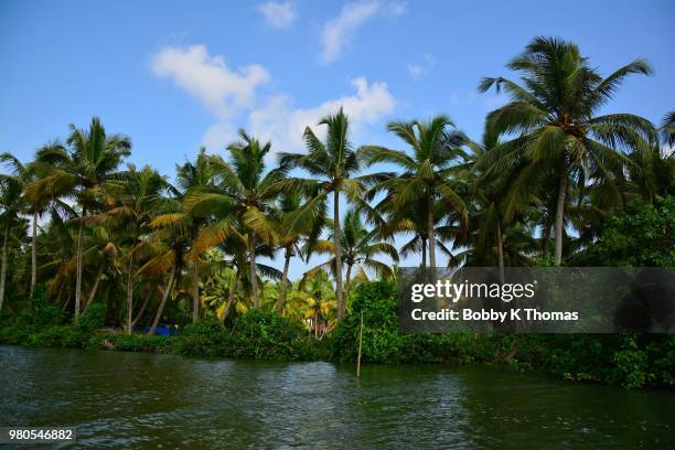 coconut trees along kerala backwaters, kerala, india - kerala backwaters stock pictures, royalty-free photos & images