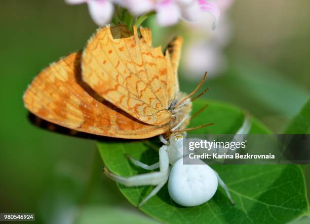 brown butterfly being consumed by white spider - chasse aux papillons photos et images de collection