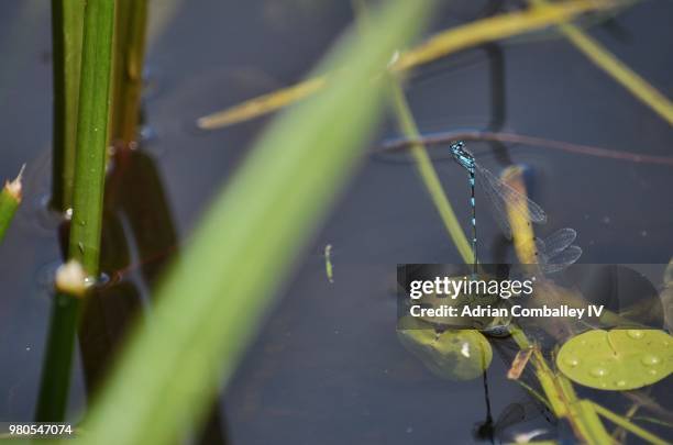 damsel in blue - #6 - odonata stock pictures, royalty-free photos & images