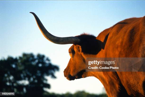 firecracker, texas longhorn - texas gulf coast stock-fotos und bilder