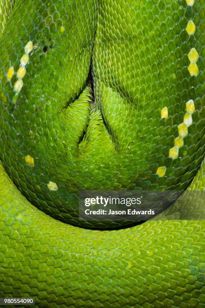 daintree national park, daintree rainforest aerial walkway, queensland, australia - spotted python stock pictures, royalty-free photos & images