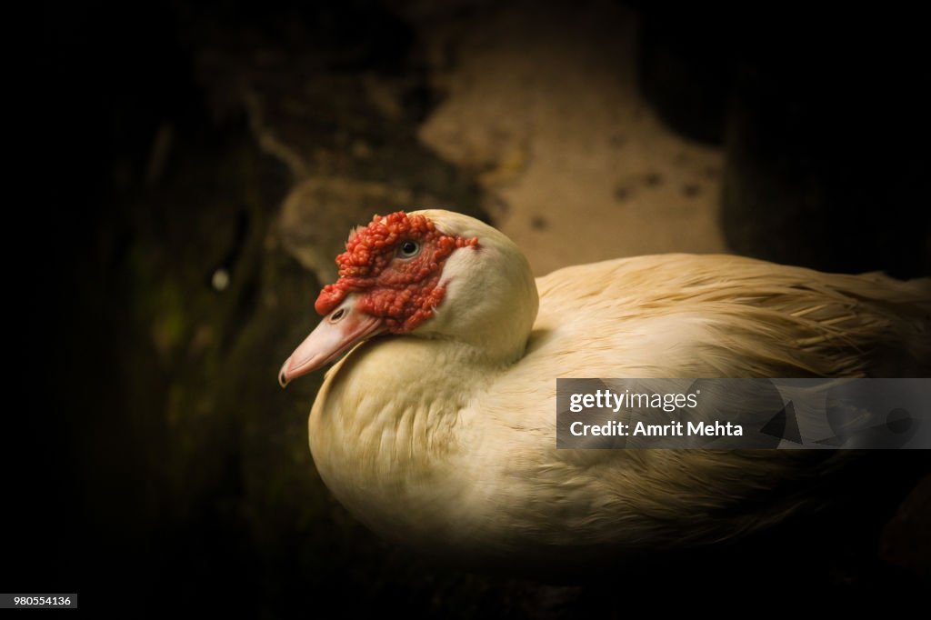 What The Duck Are You Lookin' At?