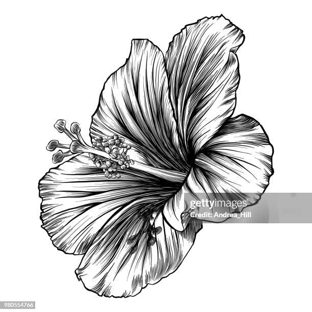 ilustraciones, imágenes clip art, dibujos animados e iconos de stock de hibisco flor pluma y tinta vector dibujo - acercamiento