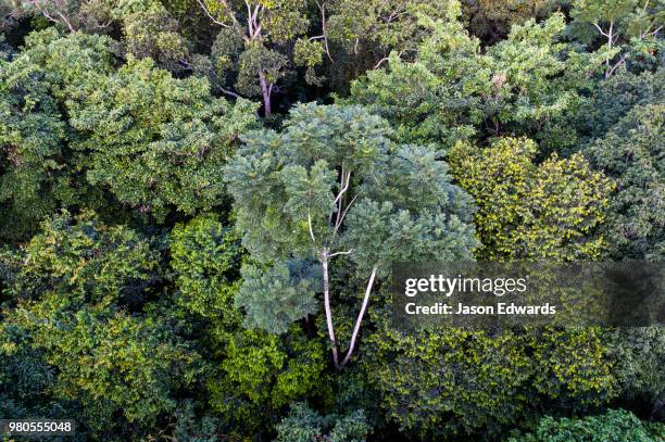 puerto maldonado, refugio amazonas, tambopata national reserve, peru - puerto maldonado fotografías e imágenes de stock