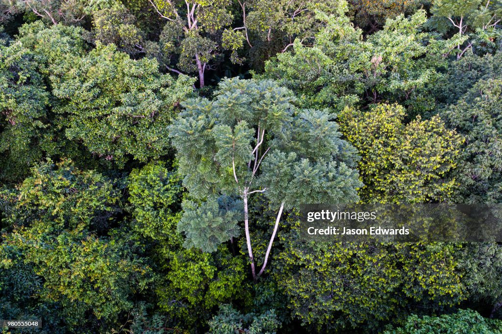 Puerto Maldonado, Refugio Amazonas, Tambopata National Reserve, Peru
