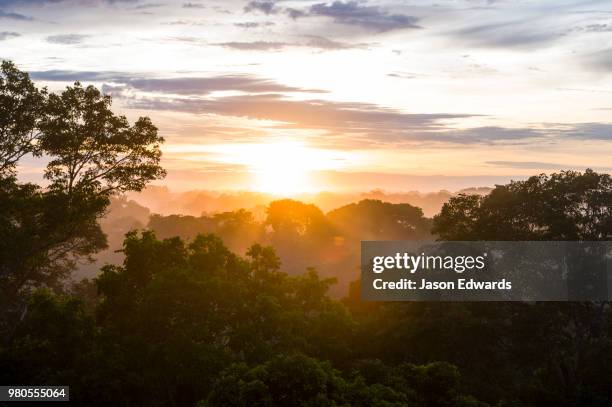 puerto maldonado, refugio amazonas, tambopata national reserve, peru - puerto maldonado fotografías e imágenes de stock