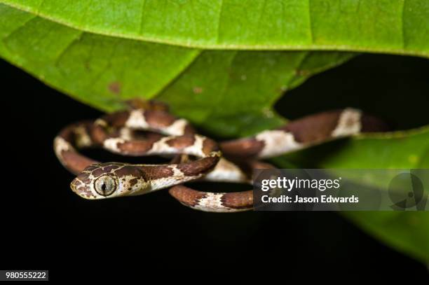 tambopata research centre, tambopata river, tambopata national reserve, peru - blunt headed tree snake stock pictures, royalty-free photos & images