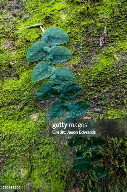 tambopata research centre, tambopata river, tambopata national reserve, peru - amazon vines stock pictures, royalty-free photos & images