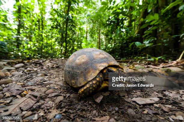 tambopata research centre, tambopata river, tambopata national reserve, peru - vulnerable species stock pictures, royalty-free photos & images