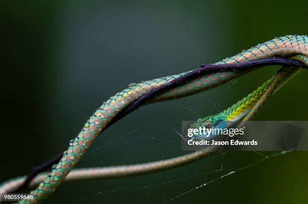 posada amazonas, tres chimbadas oxbow lake, tambopata national reserve, peru - amazon vines stock pictures, royalty-free photos & images