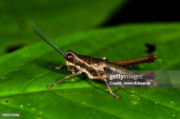 posada amazonas, tambopata river, puerto maldonado, peru - puerto maldonado fotografías e imágenes de stock