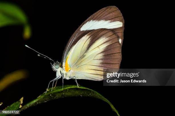 posada amazonas, tambopata river, puerto maldonado, peru - puerto maldonado fotografías e imágenes de stock