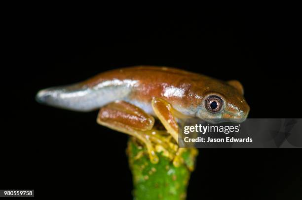 posada amazonas, tambopata river, puerto maldonado, peru - puerto maldonado fotografías e imágenes de stock