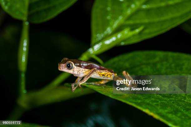 posada amazonas, tambopata river, puerto maldonado, peru - puerto maldonado fotografías e imágenes de stock