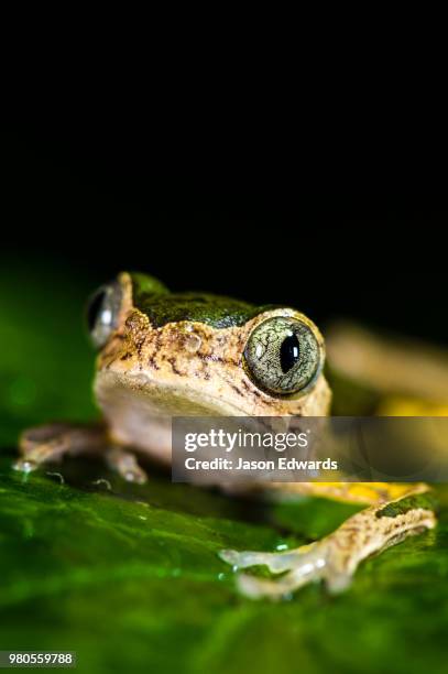 posada amazonas, tambopata river, puerto maldonado, peru - puerto maldonado fotografías e imágenes de stock