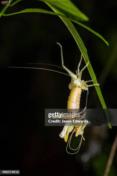 posada amazonas, tambopata river, puerto maldonado, peru - puerto maldonado fotografías e imágenes de stock