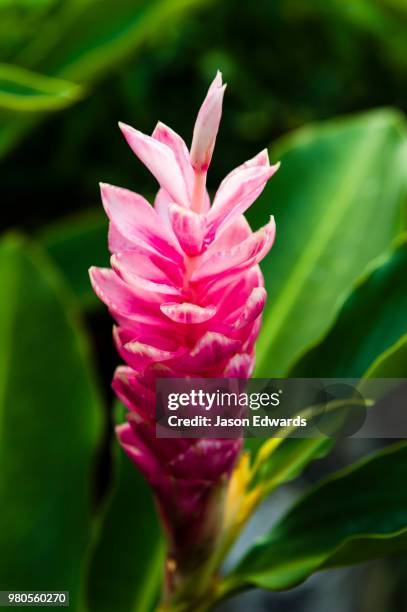 samarai island, orangerie bay, milne bay province, papua new guinea - ginger flower stock pictures, royalty-free photos & images