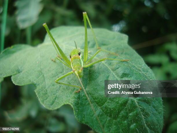 close up of grasshopper perching on tomato leaf - gubanova - fotografias e filmes do acervo