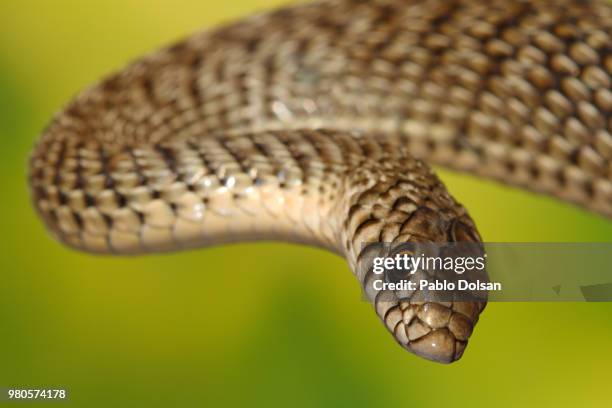 portrait of snake, la pampa, argentina - província de la pampa - fotografias e filmes do acervo