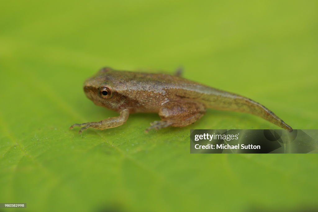 Juvenile Frog