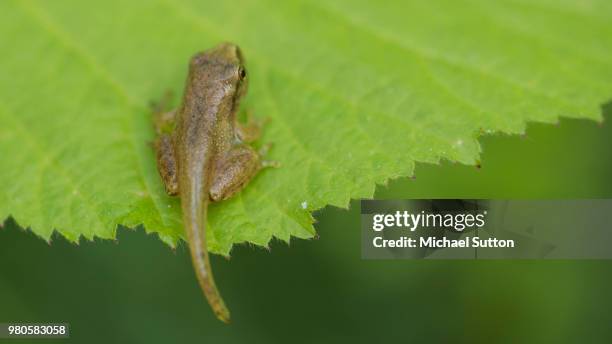 Spring Fling Frog Spring Peeper Frog Photos and Premium High Res Pictures - Getty Images