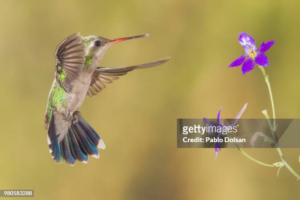 glittering-bellied emerald (chlorostilbon lucidus) flying in front of flower, la pampa, argentina - província de la pampa - fotografias e filmes do acervo